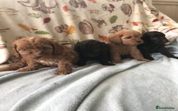Cavapoo dogs for sale: F1B cavapoo pups  - Image 1