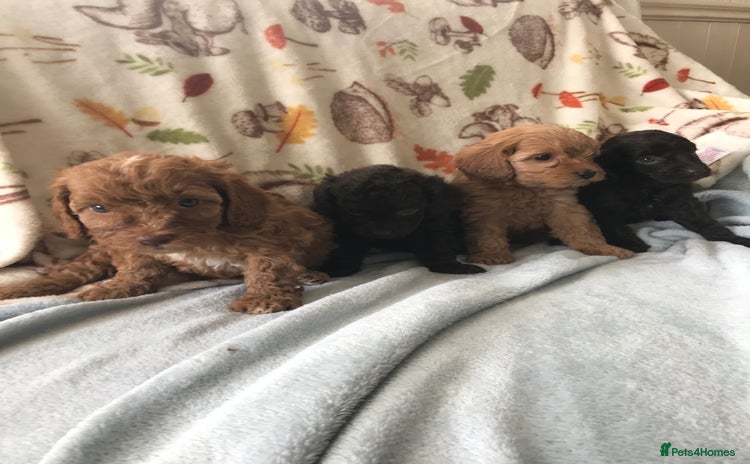 Cavapoo dogs - Advert 2