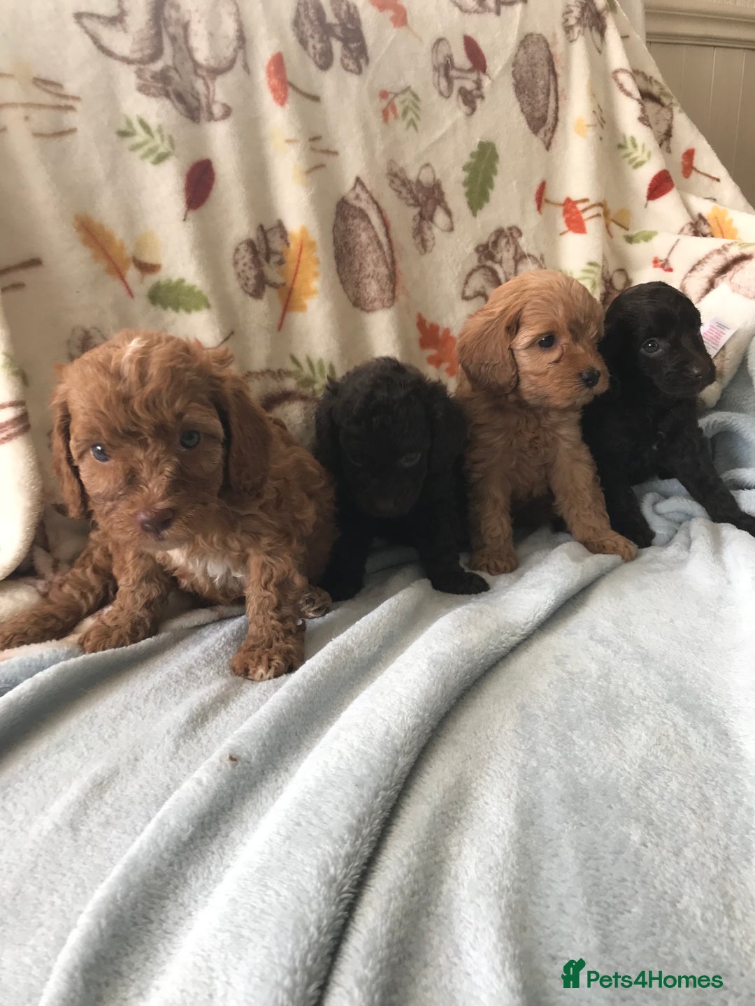 Cavapoo dogs for sale: F1B cavapoo pups  - Image 1