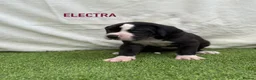Great Dane dogs for sale: Chunky Great Dane puppies  - Advert 26