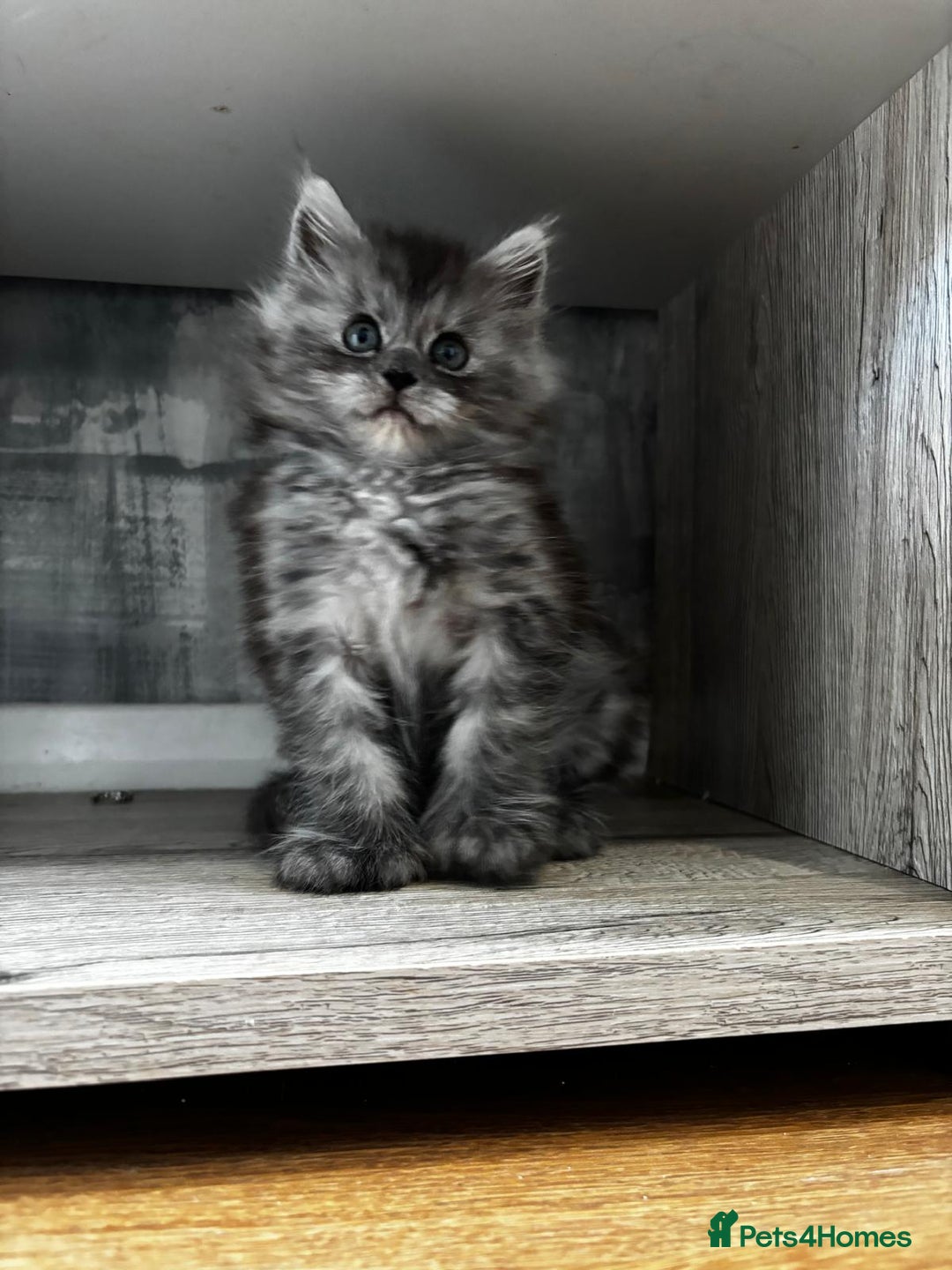 Maine Coon cats for sale: Last gorgeous girl - Advert 7