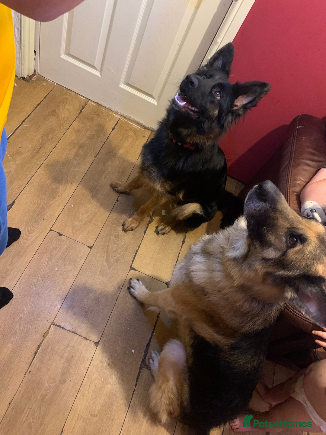 German Shepherd dogs for sale: German Shepherd puppies - Advert 16
