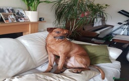 Rhodesian Ridgeback dogs for sale: 🦁KC RHODESIAN RIDGEBACKS PUPPIES🦁  - Image 21