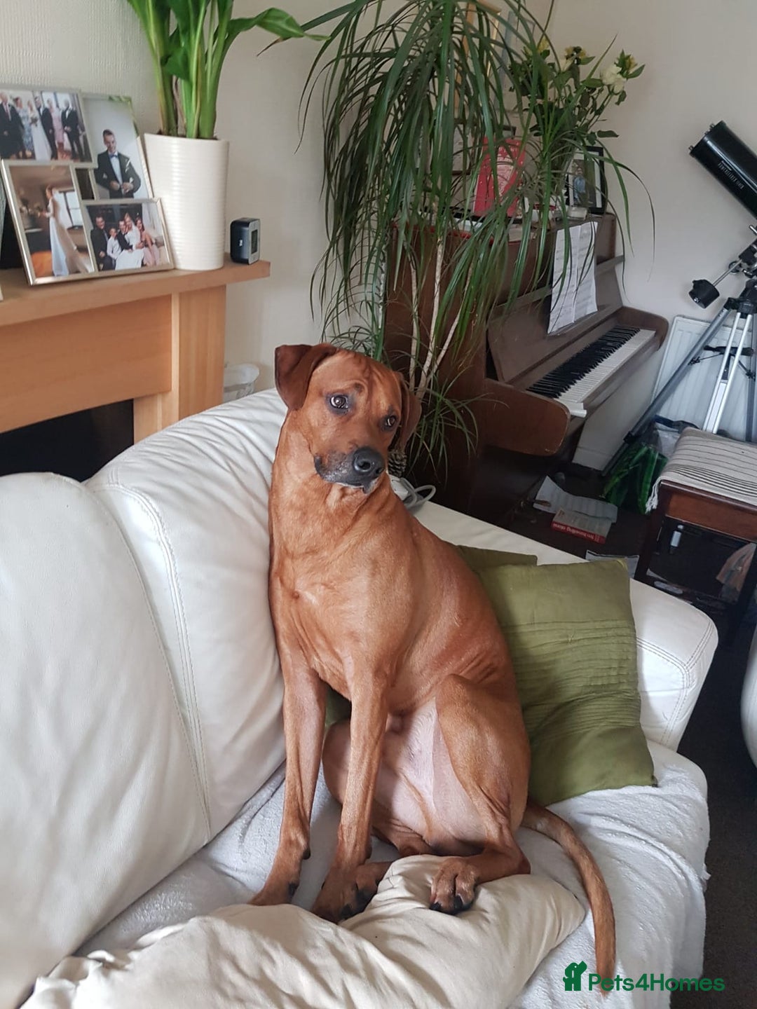 Rhodesian Ridgeback dogs for sale: 🦁KC RHODESIAN RIDGEBACKS PUPPIES🦁  - Image 21
