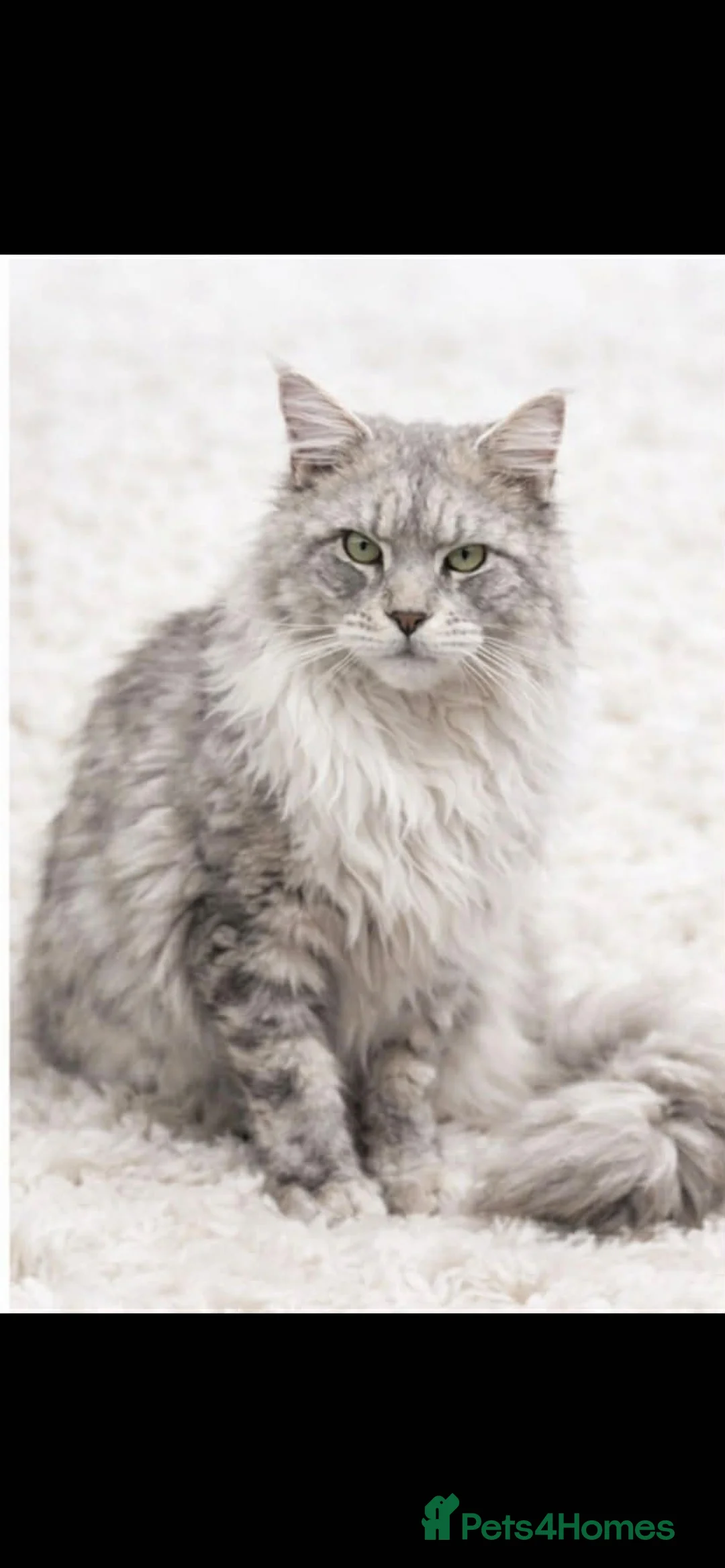 Maine Coon cats for sale: XXL Exceptional Pedigree Kittens Russian line - Advert 34