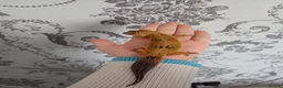 Leopard Gecko reptiles for sale: Female Leopard gecko  - Advert 3