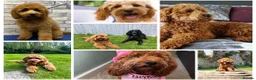 Cavapoo dogs for sale: 🐕Miniature Cavapoo F1b🐕 DNA tested - Advert 29