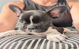 French Bulldog dogs for sale: French bulldog puppies for sale - Image 4
