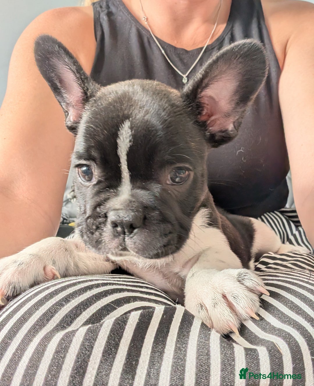 French Bulldog dogs for sale: French bulldog puppies for sale - Image 4
