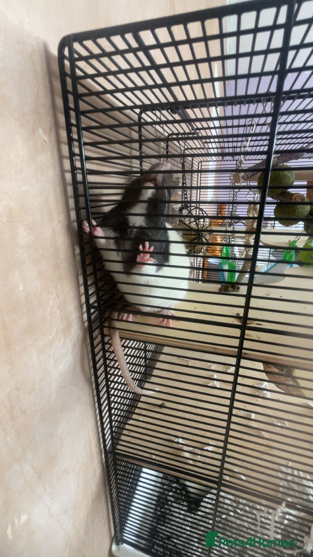 Rat rodents for sale: Two brown and white make rats  - Advert 1