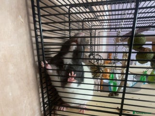 Rat rodents Two brown and white make rats - Advert 2