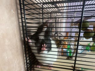 Rat rodents Two brown and white make rats - Advert 17