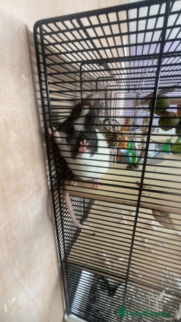 Rat rodents Two brown and white make rats - Advert 1