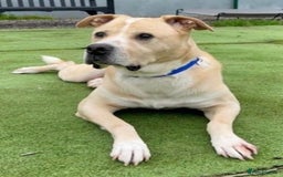 Mixed Breed dogs for adoption: Meet Balagan, currently residing in Merseyside  - Image 1