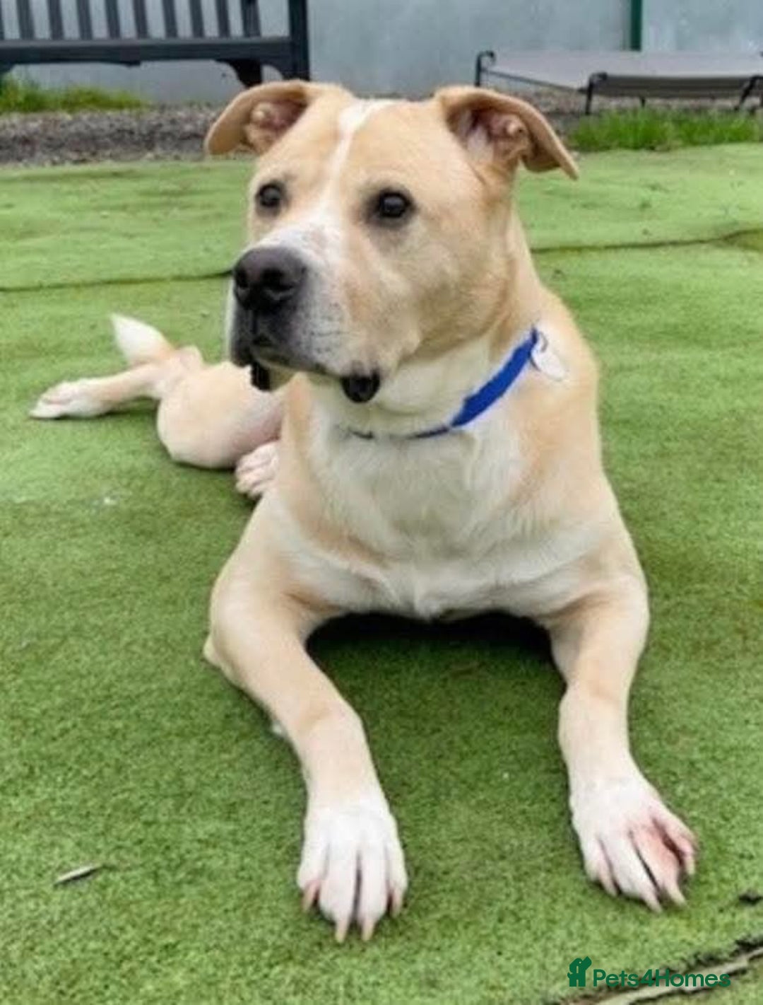 Mixed Breed dogs for adoption: Meet Balagan, currently residing in Merseyside  - Image 1