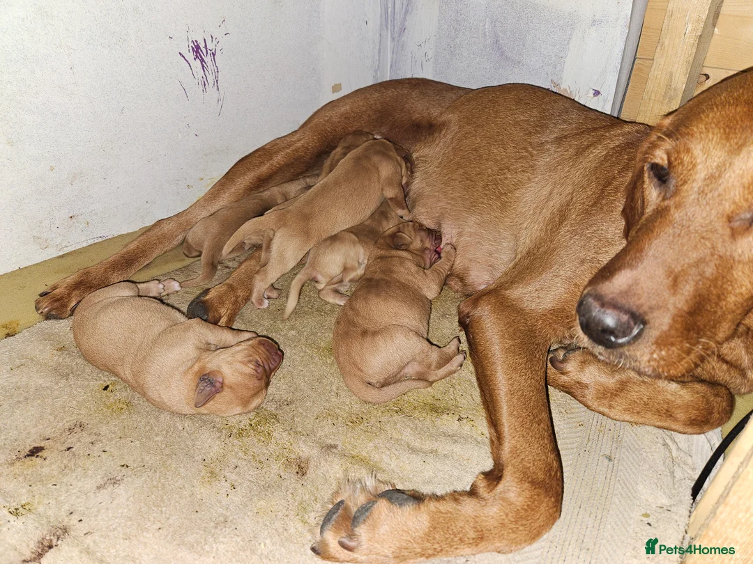 Labrador Retriever dogs for sale: 6 fox red labradors - Advert 4