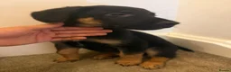 Mixed Breed dogs for sale: Puppies German Shepherd x Saluko x Dutch Harder - Advert 9