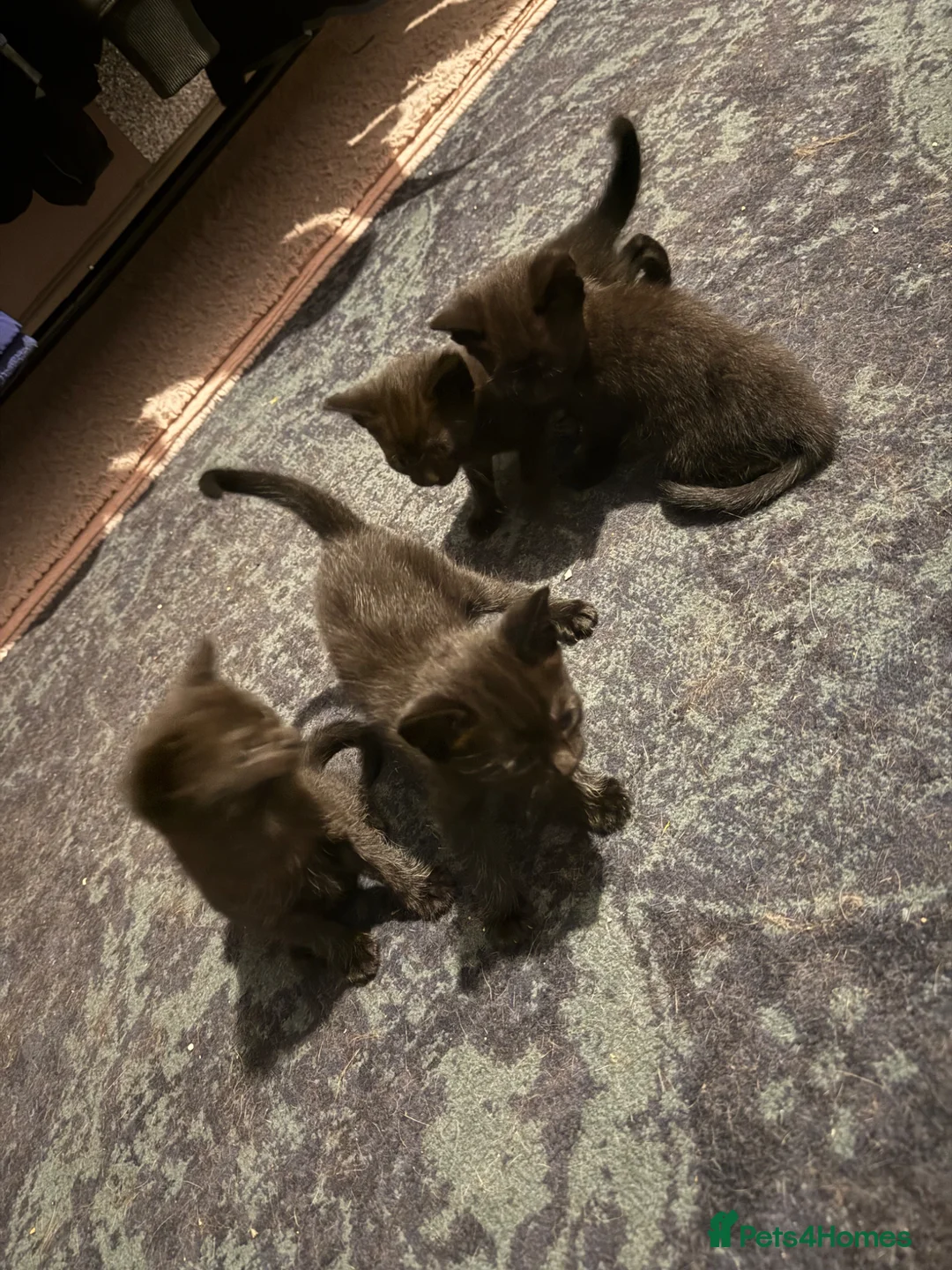 Mixed Breed cats for sale: Black kittens  - Advert 4