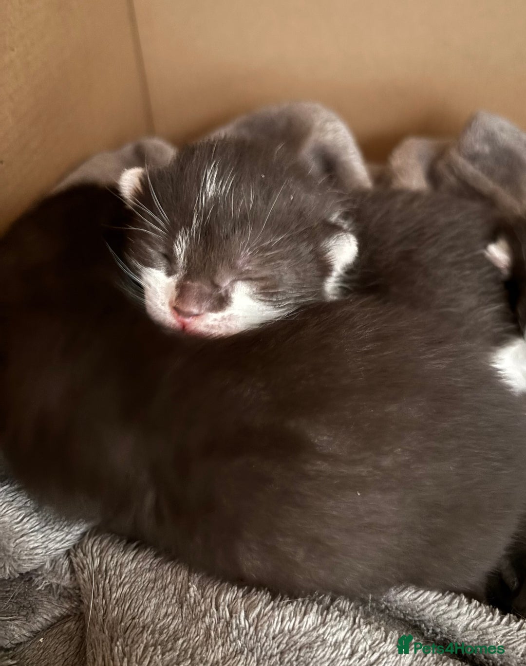 Domestic Shorthair cats for sale: Domestic short haired kittens for sale  - Image 3