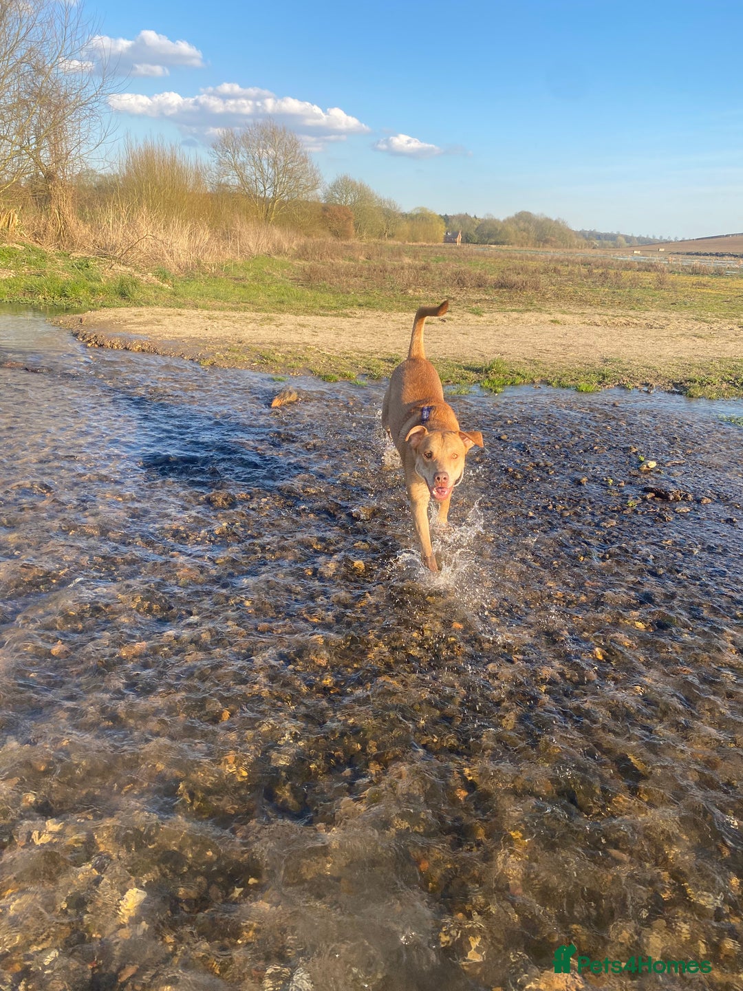 Mixed Breed dogs for sale: Beautiful young male needs rehoming ❤️ - Advert 5