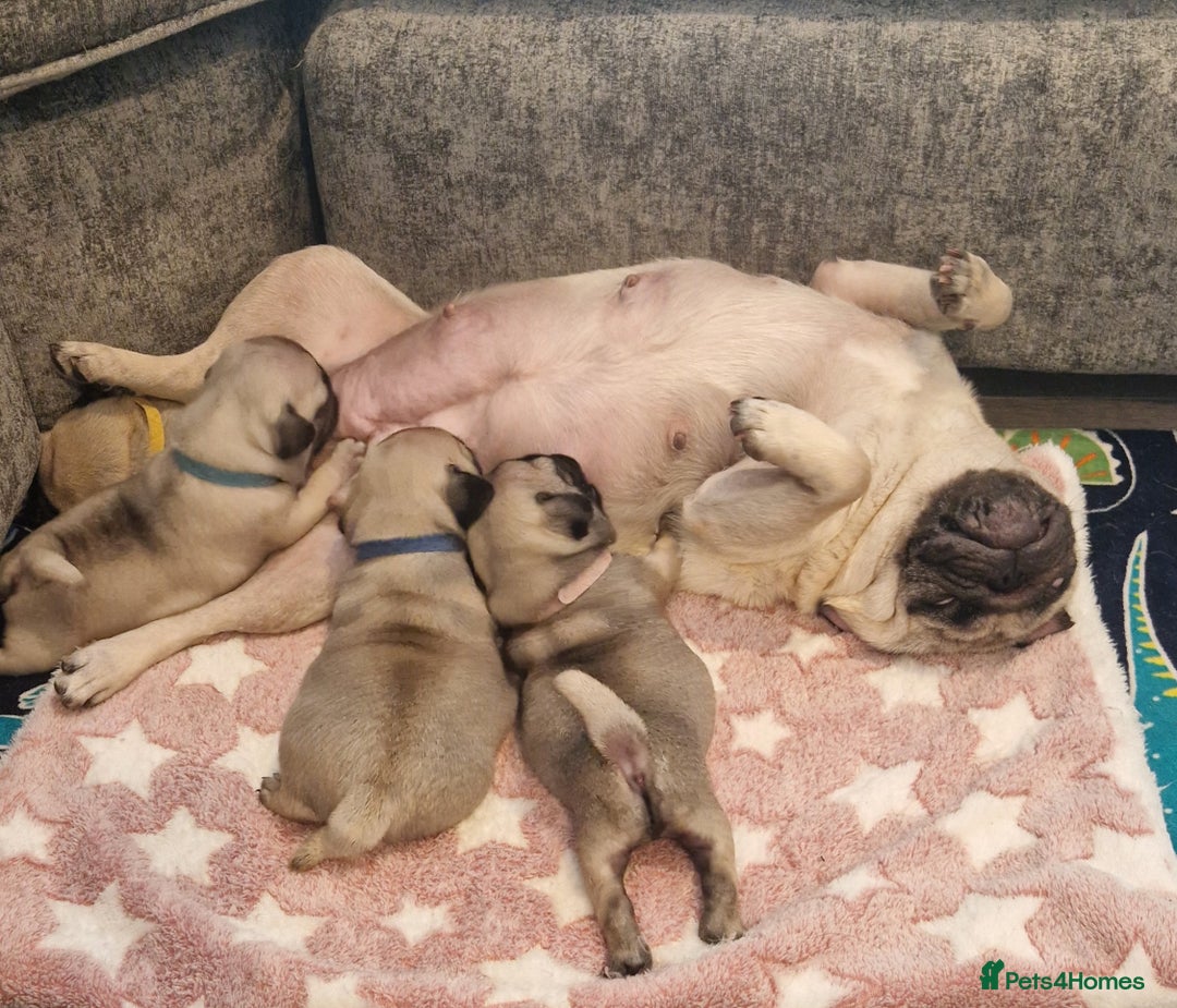 Pug dogs for sale: Perfect pug pups - Image 8