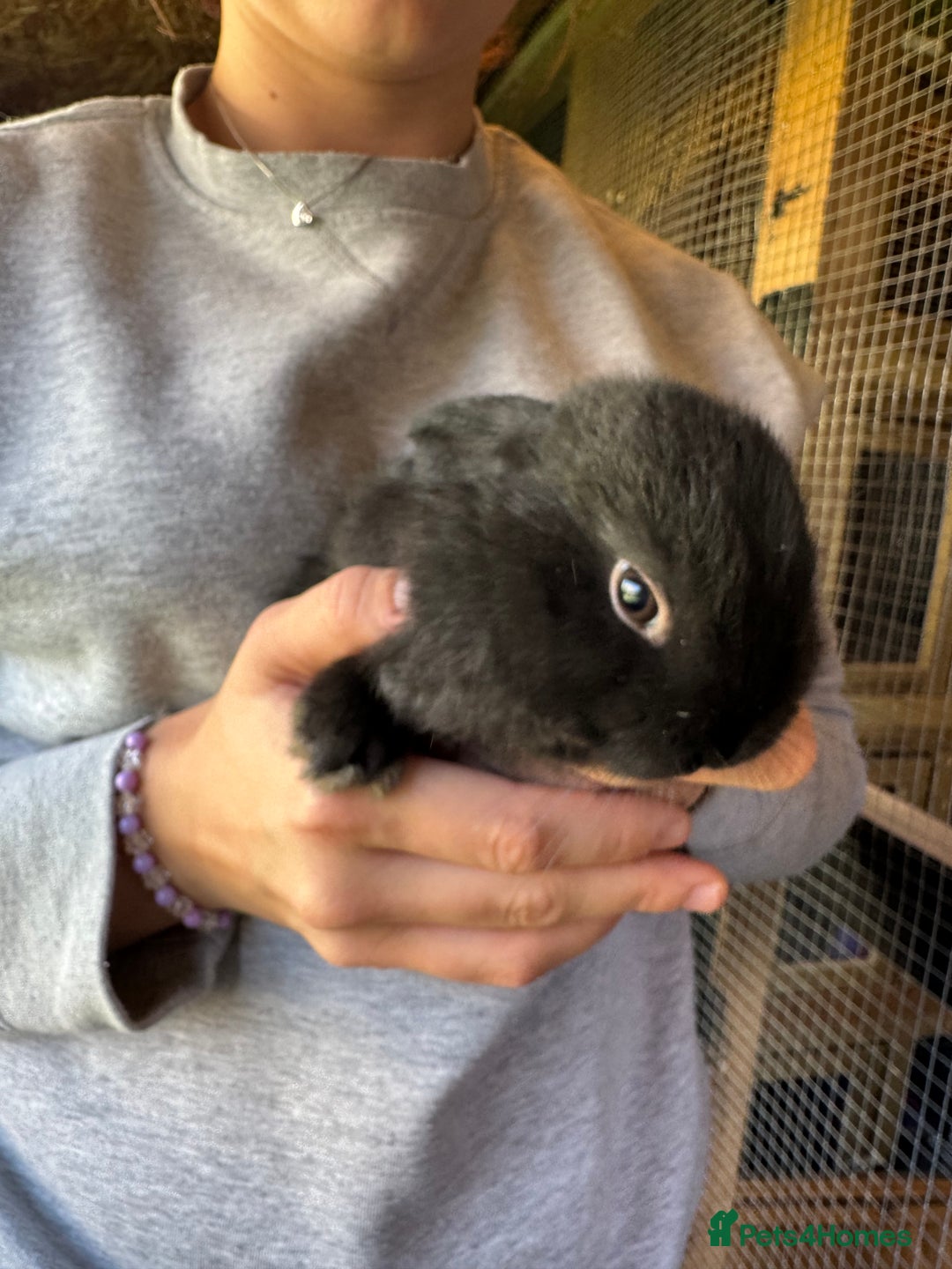 Mini Lop rabbits for sale: Mini lops - Image 3