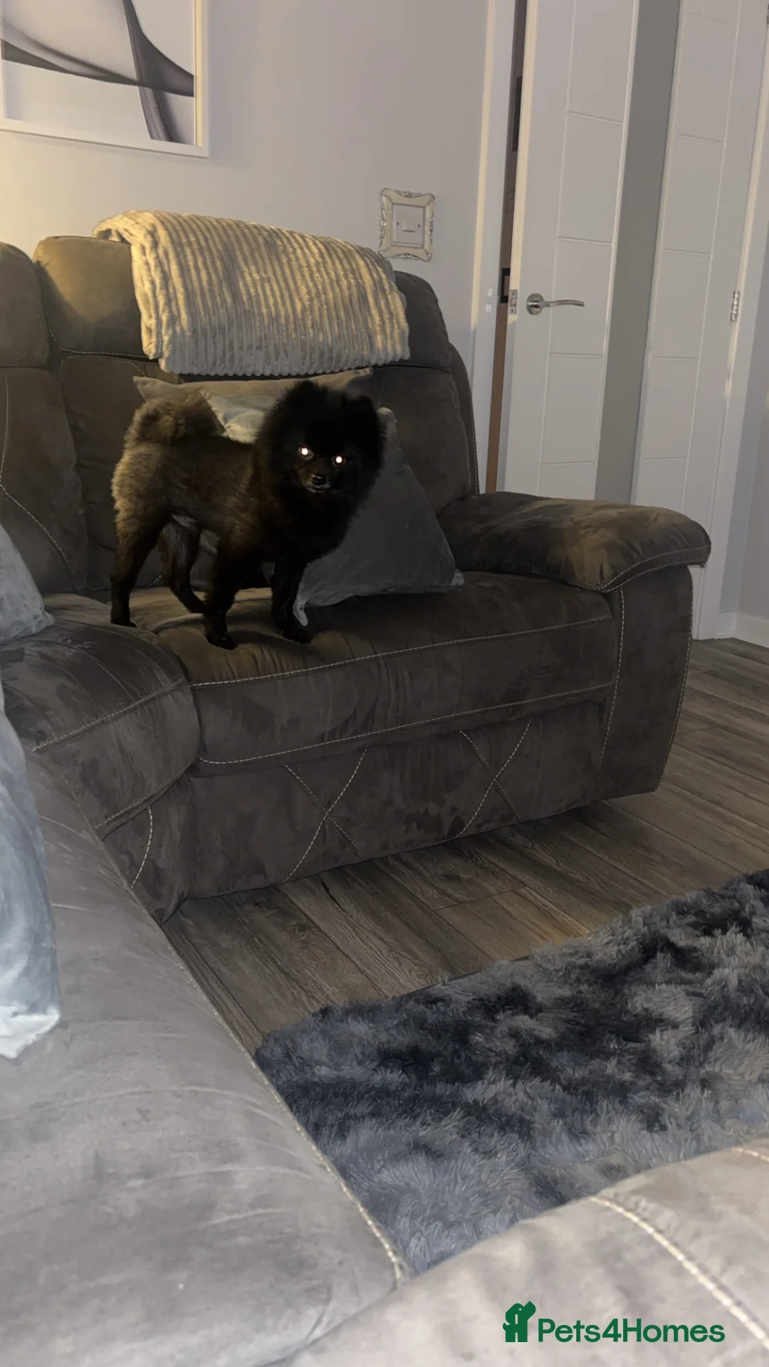 Pomeranian dogs for sale: Pomeranian  in Gateshead - Advert 2