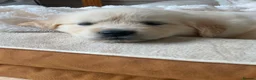 Golden Retriever dogs for sale: Cream and golden retriever puppies in Bristol - Advert 9