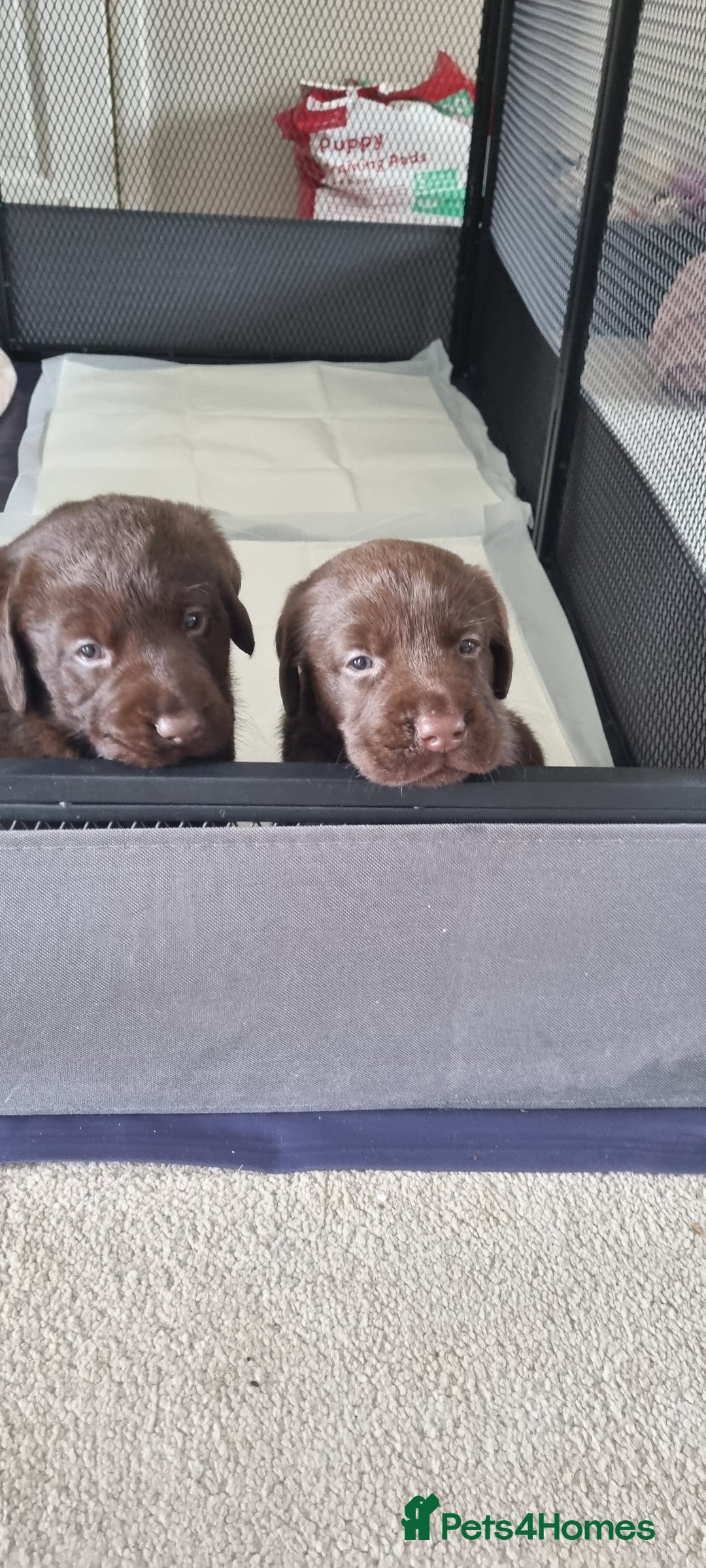Labradoodle dogs for sale: Gorgeous labrodoodle puppies - Image 5