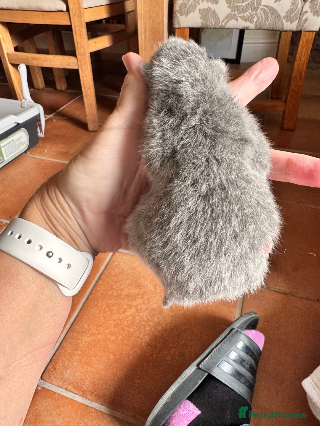 British Shorthair cats for sale: IGRCH Sired GCCF reg British Shorthair Kittens  - Image 11