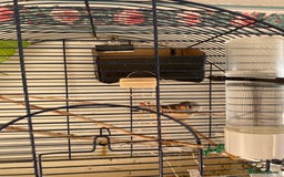 Finches birds for sale: Two zebra finches  - Image 1