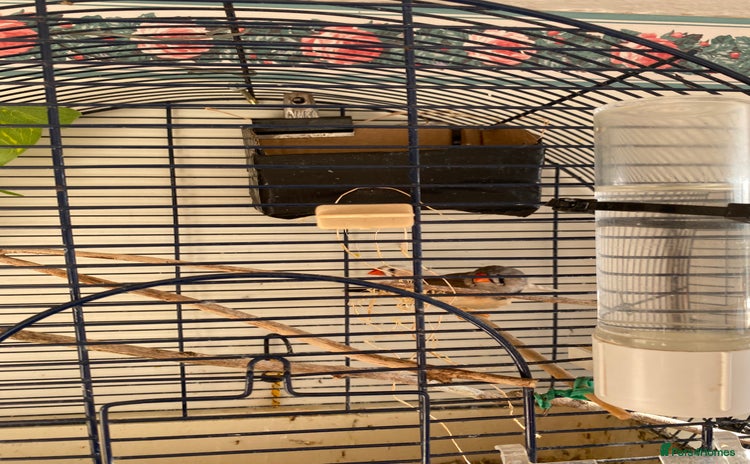 Finches birds - Advert 1