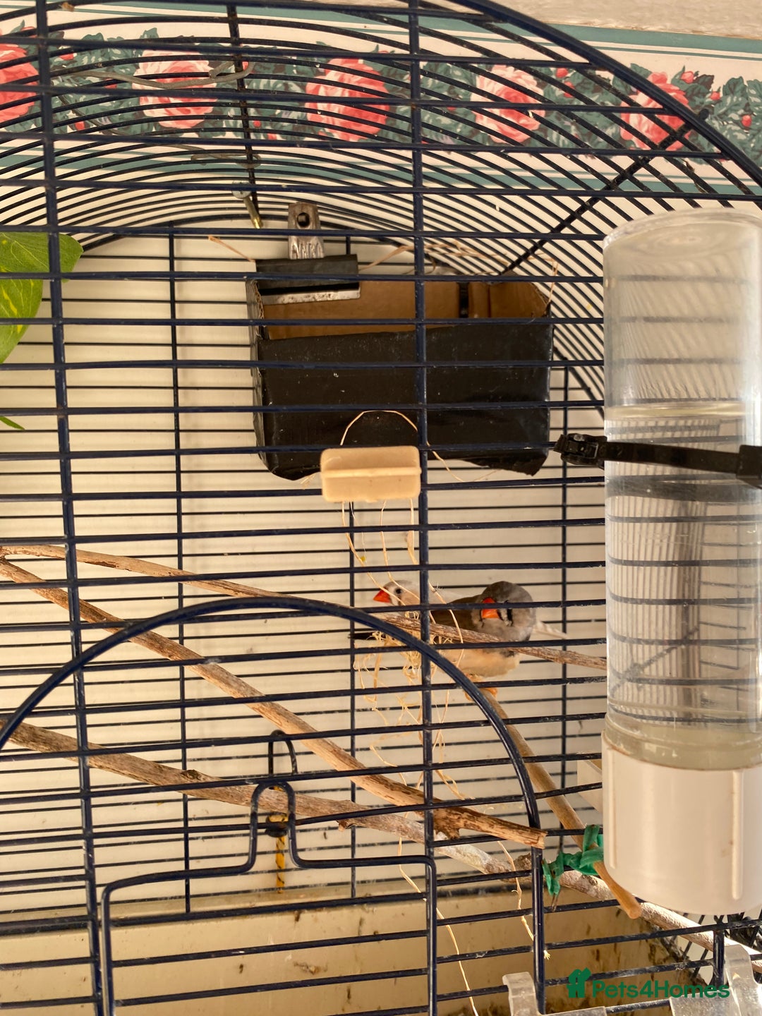 Finches birds for sale: Two zebra finches  - Image 1