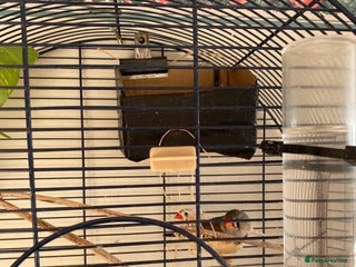 Finches birds - Advert 21