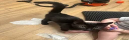 Mixed Breed cats for sale: Black kitten in Hull - Advert 4