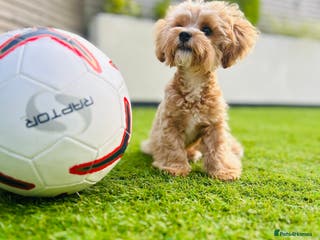Maltipoo dogs TINY MALTIPOO STUD in Halifax - Advert 2