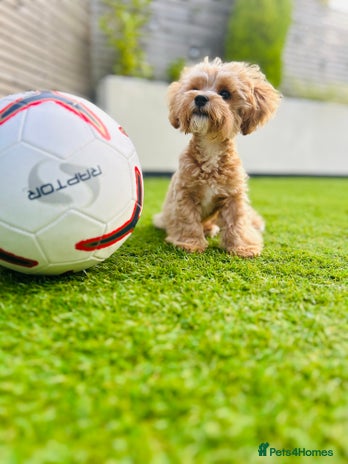 Maltipoo dogs in Halifax - Advert 1