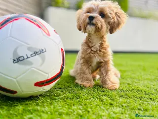 Maltipoo dogs TINY MALTIPOO STUD in Halifax - Advert 1