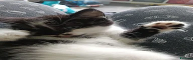 Mixed Breed 2