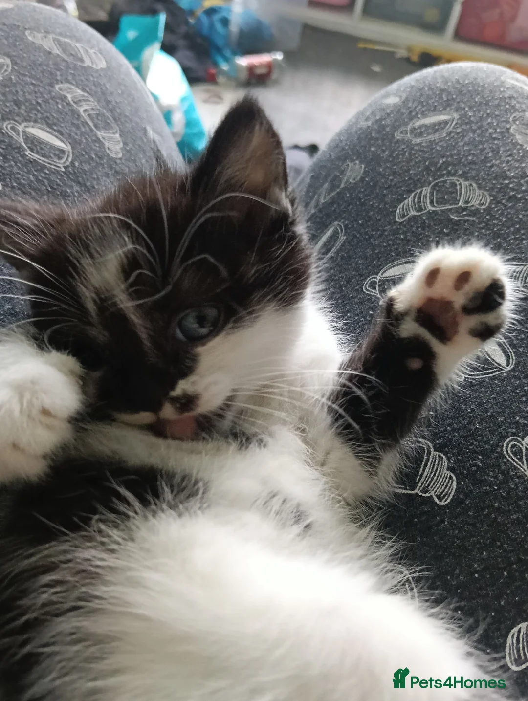 Mixed Breed cats for sale: Mix breed kittens - Advert 8
