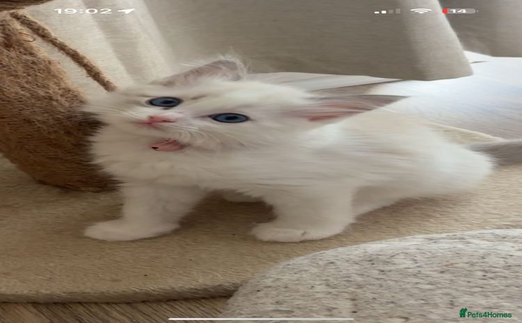 Ragdoll cats - Advert 7