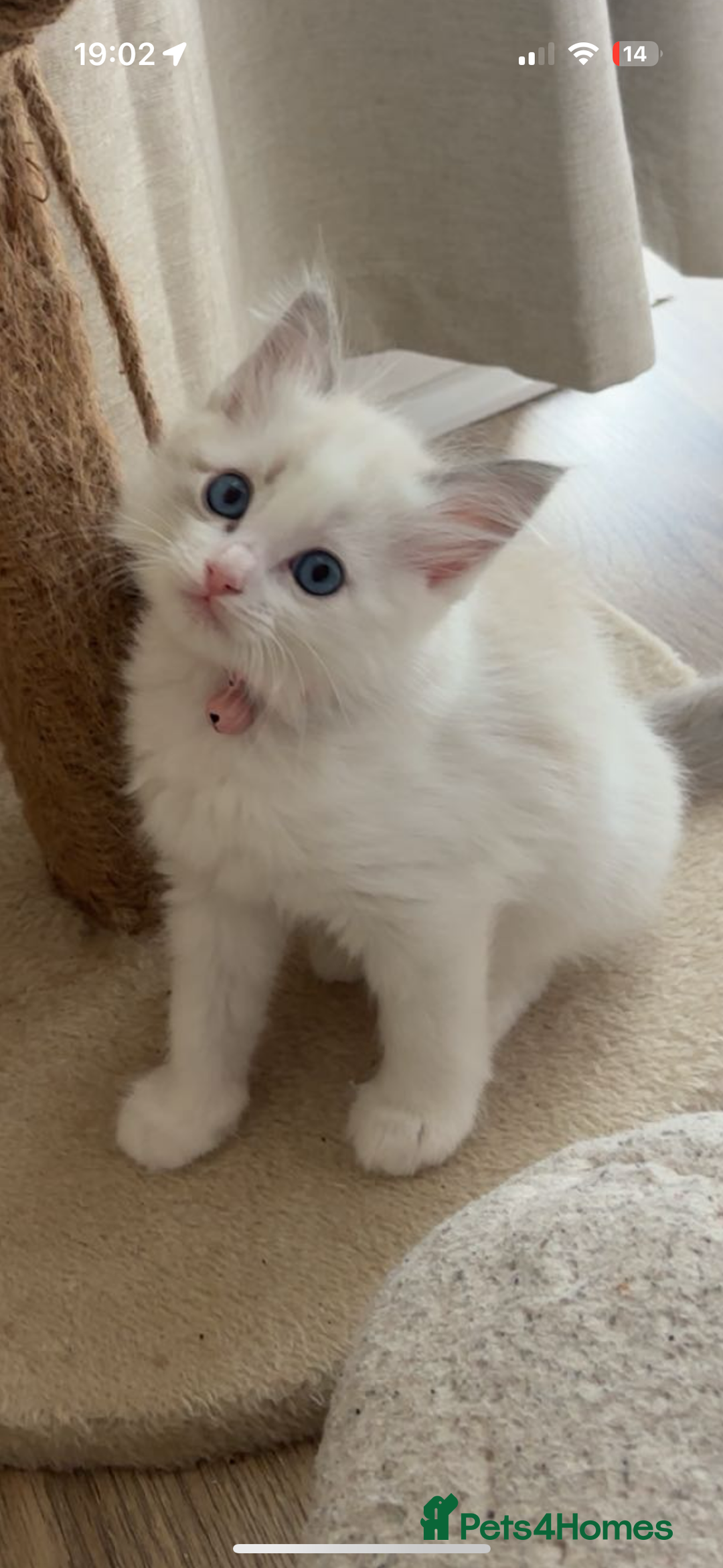 Ragdoll cats for sale: Girl ragdoll kittens  - Image 1