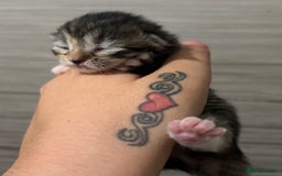 Mixed Breed cats for sale: 4 beautiful mixed kittens  - Image 4