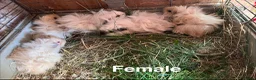 Guinea Pig rodents for sale: Beautiful mixed litter of Lunkarya babies  - Advert 9