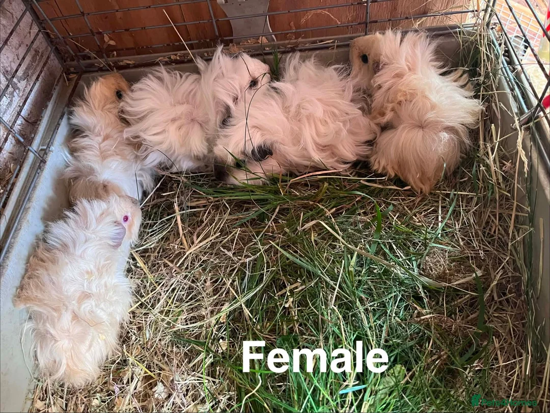 Guinea Pig rodents for sale: Beautiful mixed litter of Lunkarya babies  - Advert 9