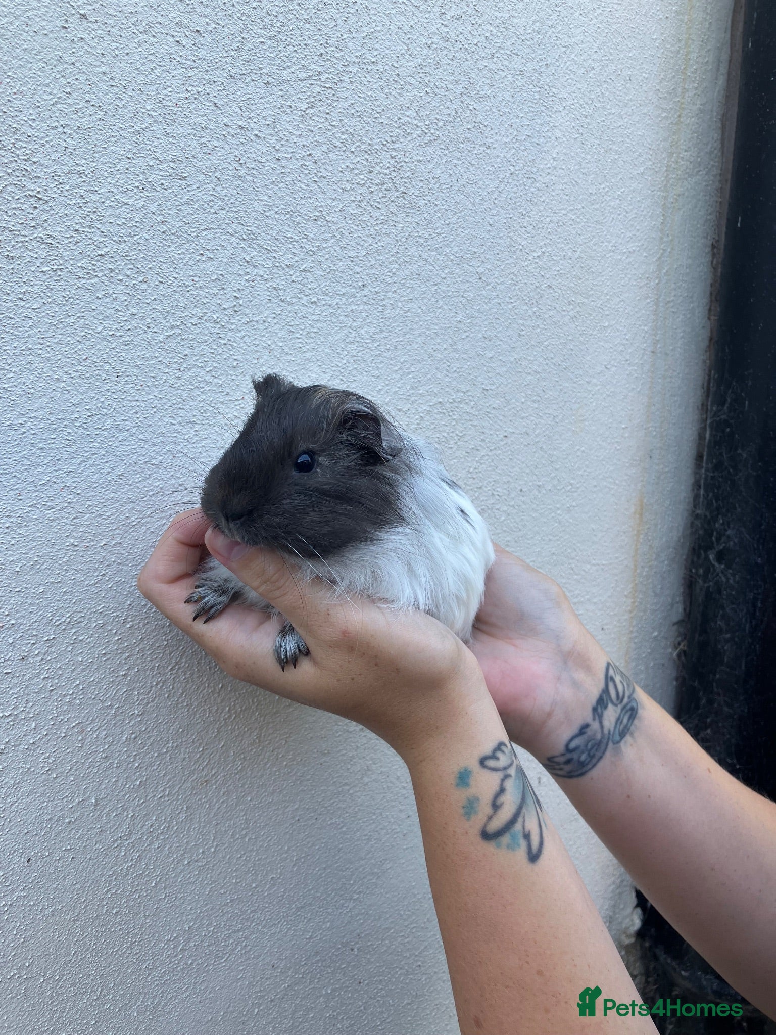 Guinea Pig rodents Lots of lovely baby boy - Advert 15