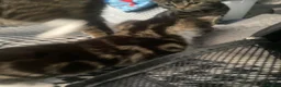 British Shorthair cats for sale: 2 female kittens  - Advert 6