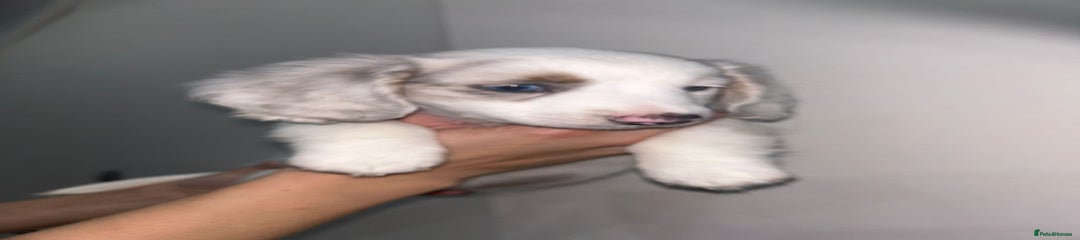 Miniature Dachshund Puppy 1