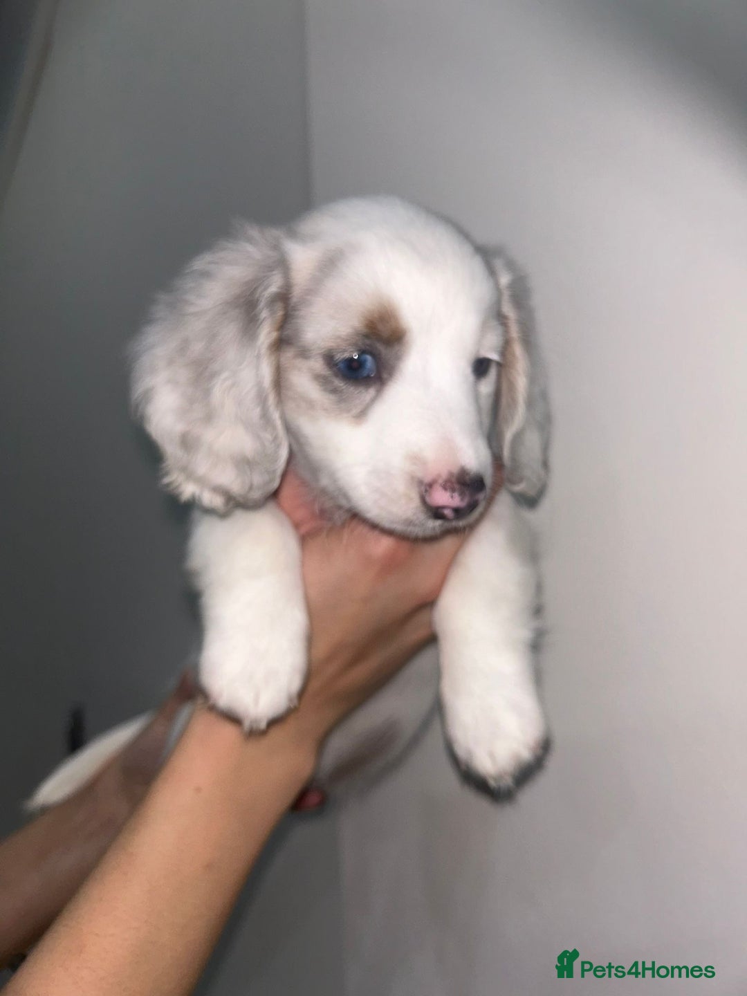 Miniature Dachshund dogs for sale: 4 MINIATURE DACHSHUND PUPPIES 🤍  - Advert 26