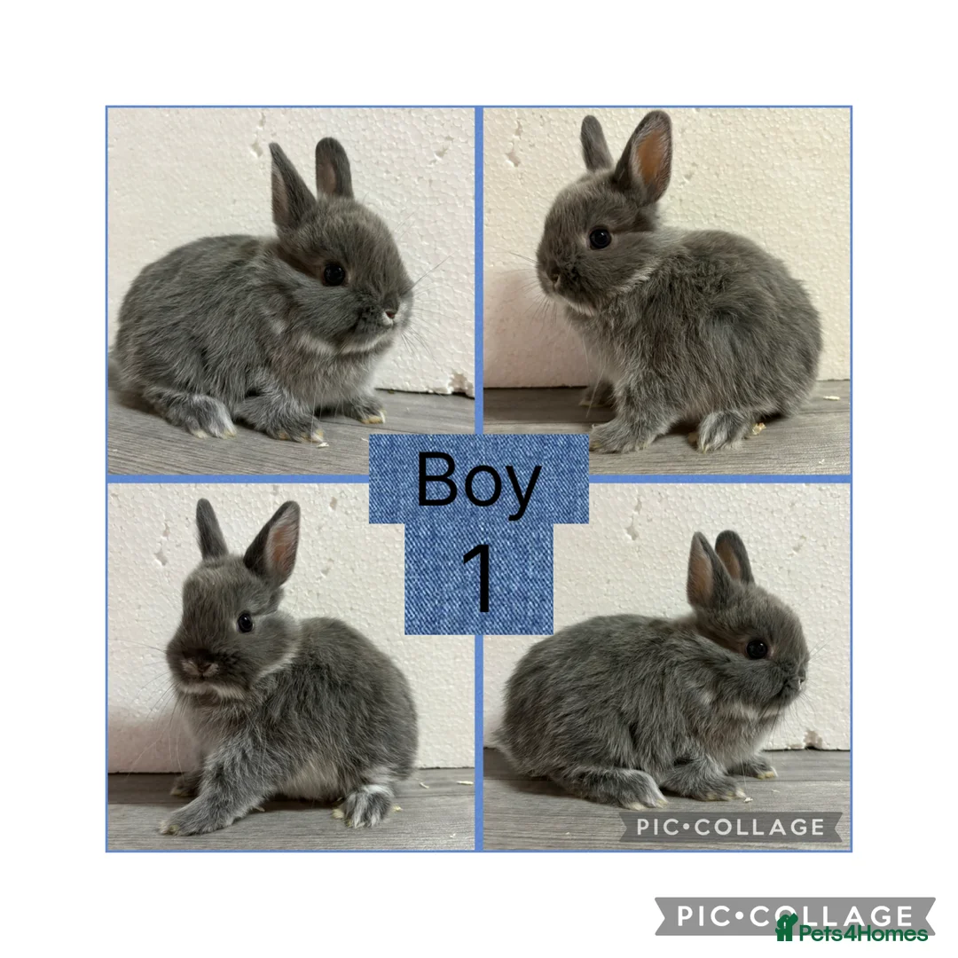 Netherland Dwarf rabbits for sale: Netherland Dwarf Baby Bunnies  - Advert 2